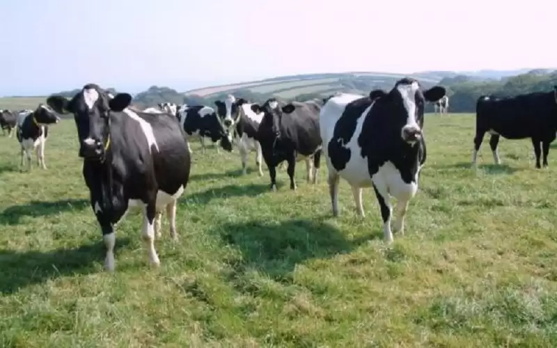 الزراعة: نفوقات الأبقار بمزرعة واحدة في