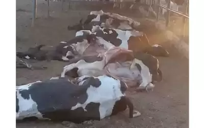 الزراعة تتلف الابقار النافقة بالمفرق