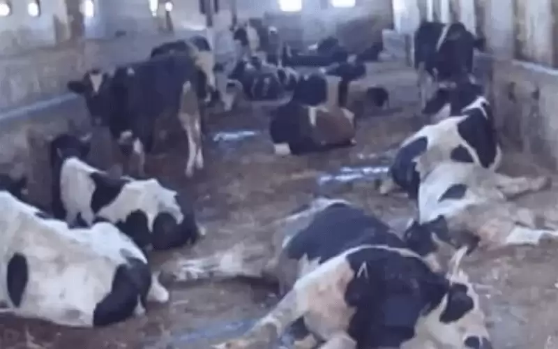 عقب نفوق ١٠٠ رأس من البقر: