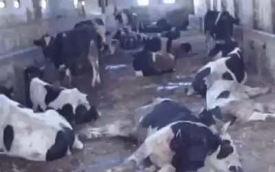 عقب نفوق ١٠٠ رأس من البقر: