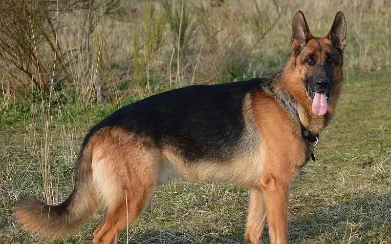 كلب مفقود في الاردن والمكافاة الف