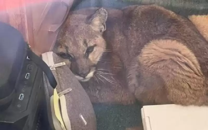 كاليفورنيا .. أسد يتجول في فصل