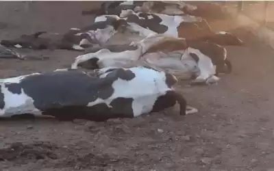 مالك مزرعة الأبقار ينفي ما جاء