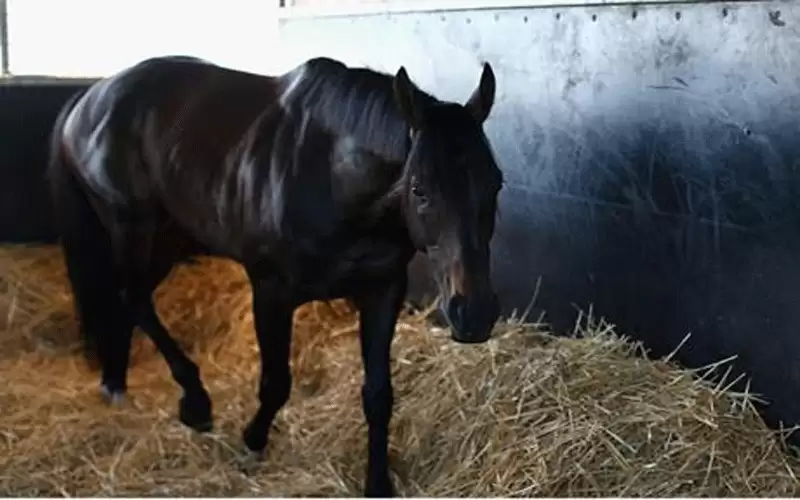 بعد الكورونا العالم أمام فيروس الحصان