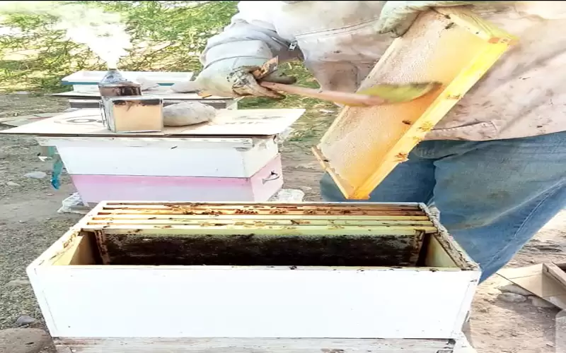 انسحاب نحالين أردنيين من مهرجان النحل