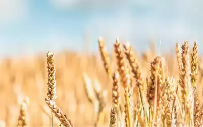 الإمارات توقف تصدير القمح الهندي لمدة