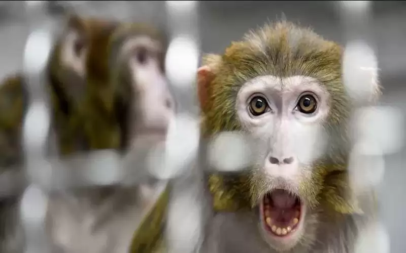 الصحة العالمية تستعد لتقييم مدى خطورة