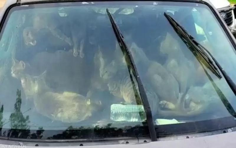 تعيش مع مالكها في سيارة ..