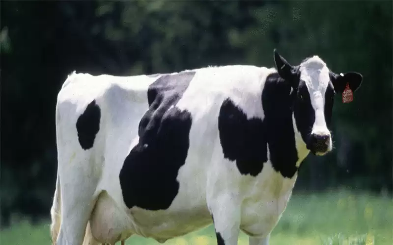 عجلون.. إتلاف بقرة مصابة باليرقان المعدي