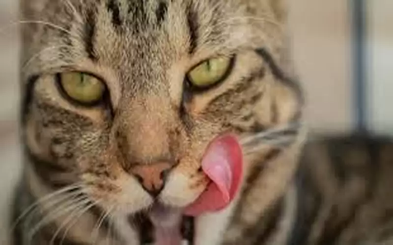 قطط تلتهم جسد السيدة التي ربتهم