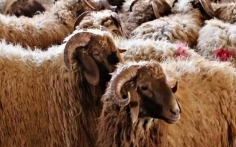 وزير الزراعة يبشر الأردنيين بارتفاع أسعار