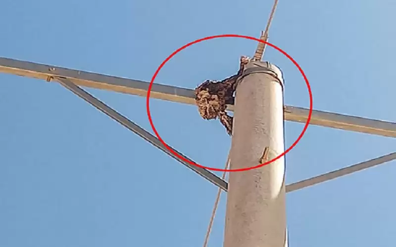 طير يتسبب بانقطاع الكهرباء في الشوبك