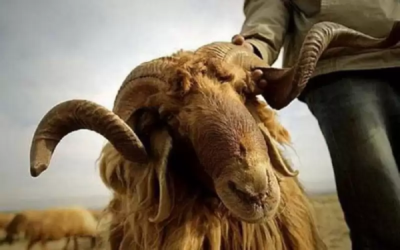 11 موقعا لبيع وذبح الاضاحي في