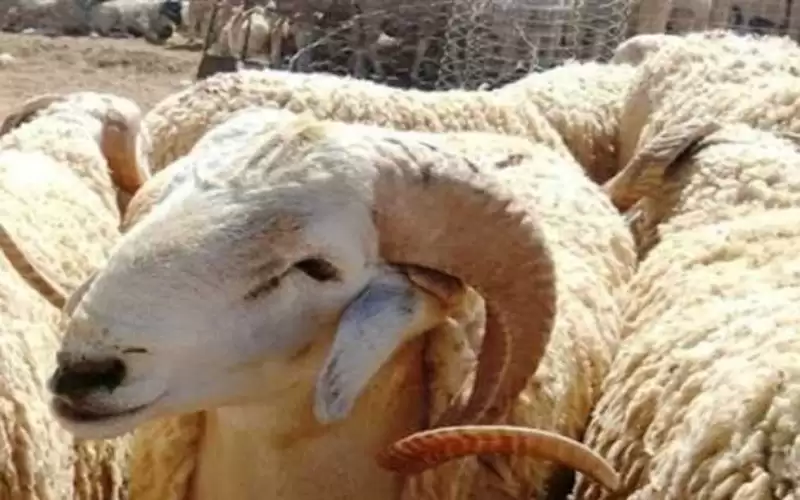 دول تعلن الجمعة أول أيام ذي