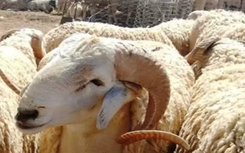 متى ستكون عطلة عيد الأضحى في