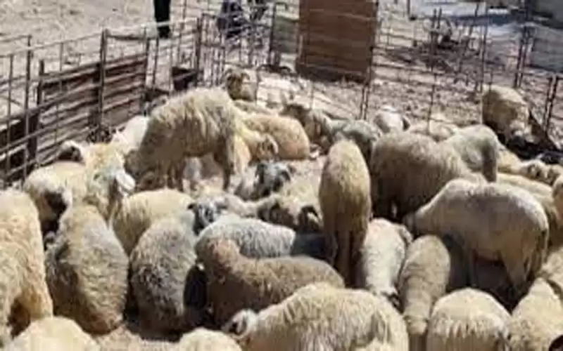 تمديد فترة استقبال طلبات حظائر بيع