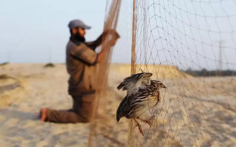 حماية الطبيعة تعلن فتح موسم الصيد