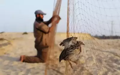 حماية الطبيعة تعلن فتح موسم الصيد