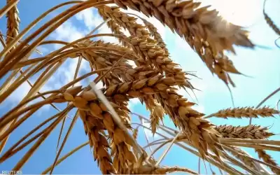 صادرات الحبوب الأوكرانية تتراجع 43% في