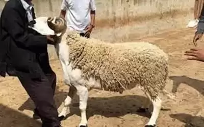 عطلة عيد الأضحى من صباح الجمعة