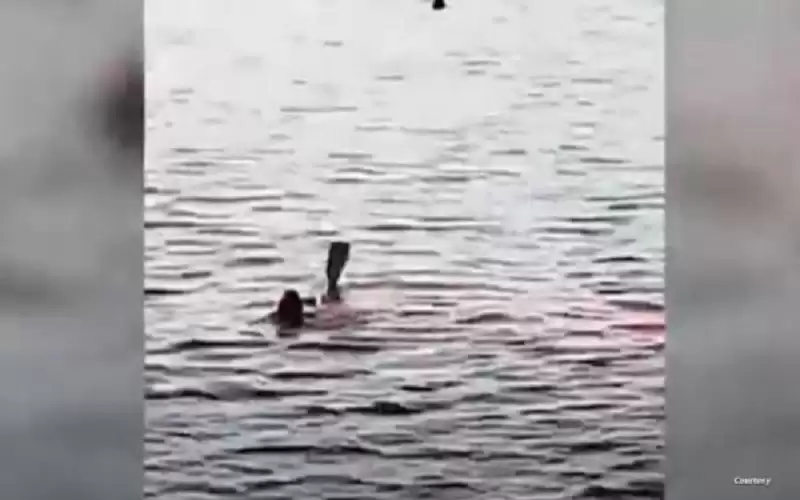 قرش يمزق سائحة أجنبية في الغردقة