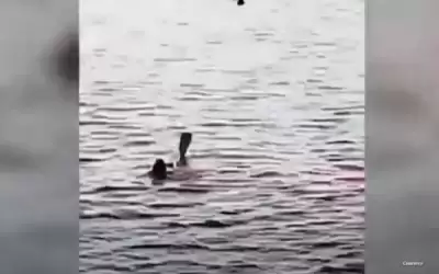 قرش يمزق سائحة أجنبية في الغردقة