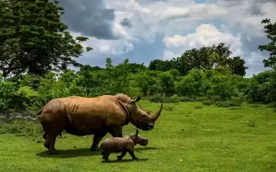وحيد القرن الأبيض يعود إلى متنزه