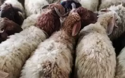 ما الحكم لو تعذر تحديد سن