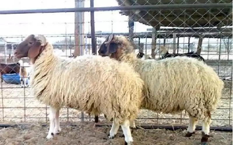 أماكن بيع الأضاحي في محافظة عجلون