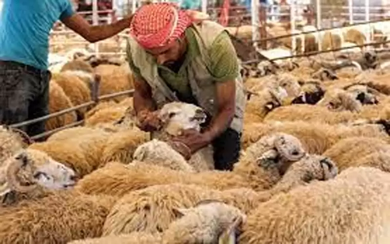 حماية المستهلك تدعو لتشديد الرقابة على