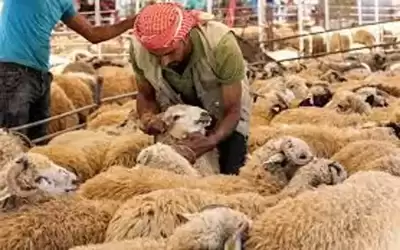 حماية المستهلك تدعو لتشديد الرقابة على