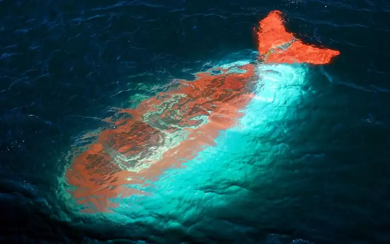 إسبانيا تضبط غواصات مسيرة لتهريب المخدرات