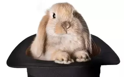عصا وزراء الخصاونة السحرية تحيل أرانب