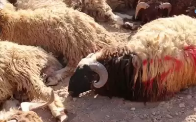 أطباء بيطريون في مواقع الأضاحي المرخصة
