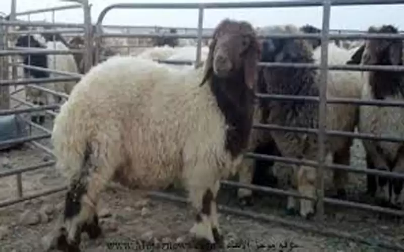 الإفتاء يوضح حكم الاشتراك في الأضحية