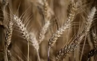 روسيا: مستعدون للتفاوض بشأن الحبوب مع