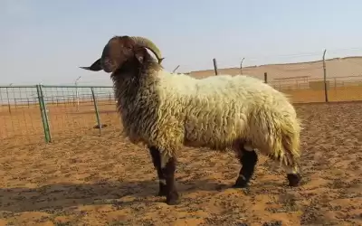 بعد يومين من خروجه من السجن