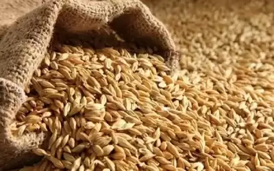 مصر تكثف صفقات استيراد القمح