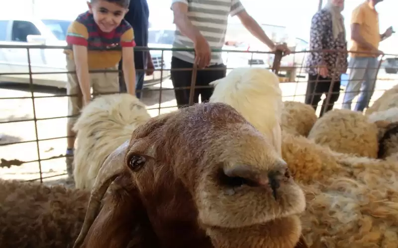 وزير الزراعة: حاجة السوق المحلي من