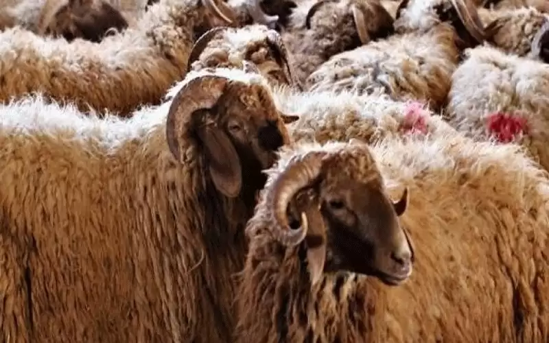 مديرية الامن العام تهب أضحية باسم