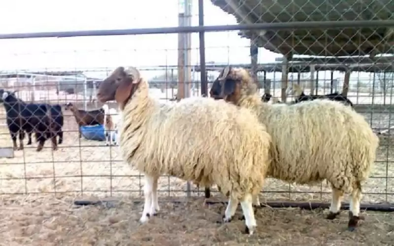 25 مخالفة لمحال لم تلتزم بذبح