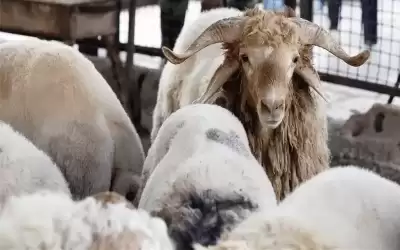 الإفتاء: ذبح الأضاحي 4 أيام فقط