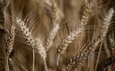 تراجع صادرات الحبوب الأوكرانية 30٪ في