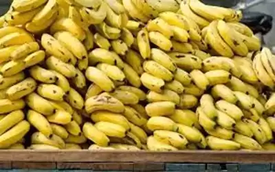 الزراعة توضح حول قضية استيراد الموز