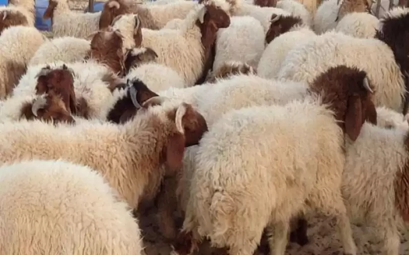 رئيس جمعية مربي المواشي: نتوقع انخفاض