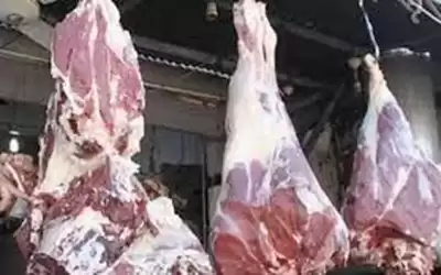 ضبط 1600 كغم لحوم فاسدة في