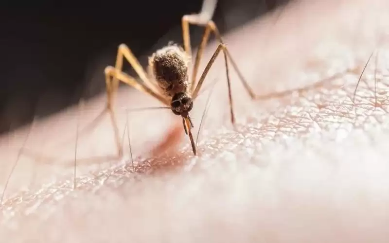 طرق طبيعية للتخلص من الناموس بلمح