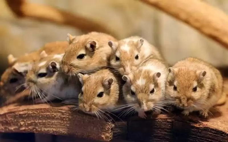 ما هو طاعون الموت الأسود؟