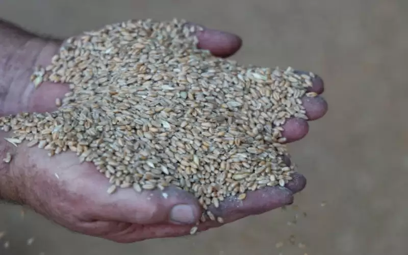 روسيا وأوكرانيا توقعان الجمعة في تركيا