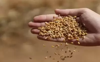 انخفاض سعر القمح لأدنى مستوى منذ